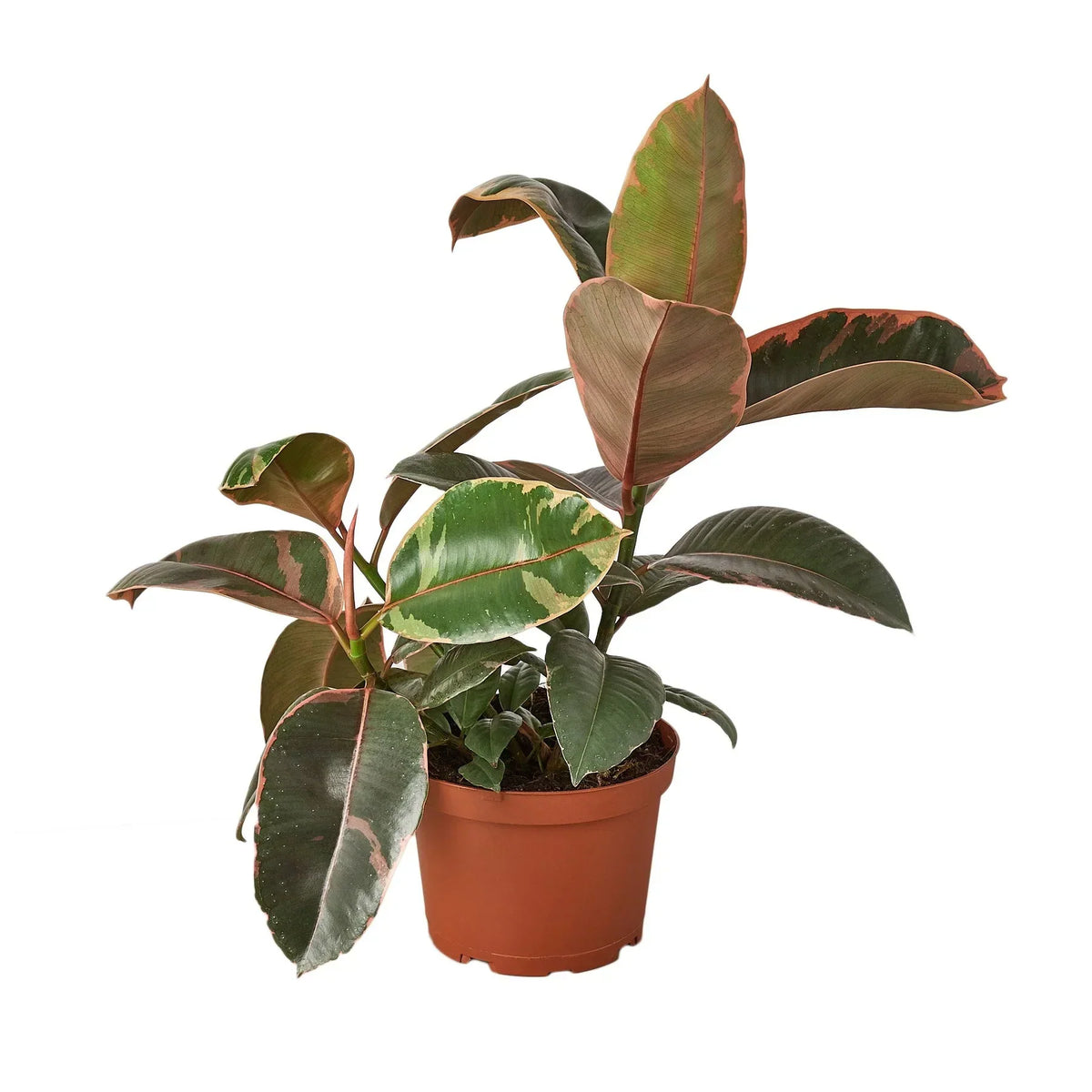 Pink rubber plant care guide for stylish indoor spaces