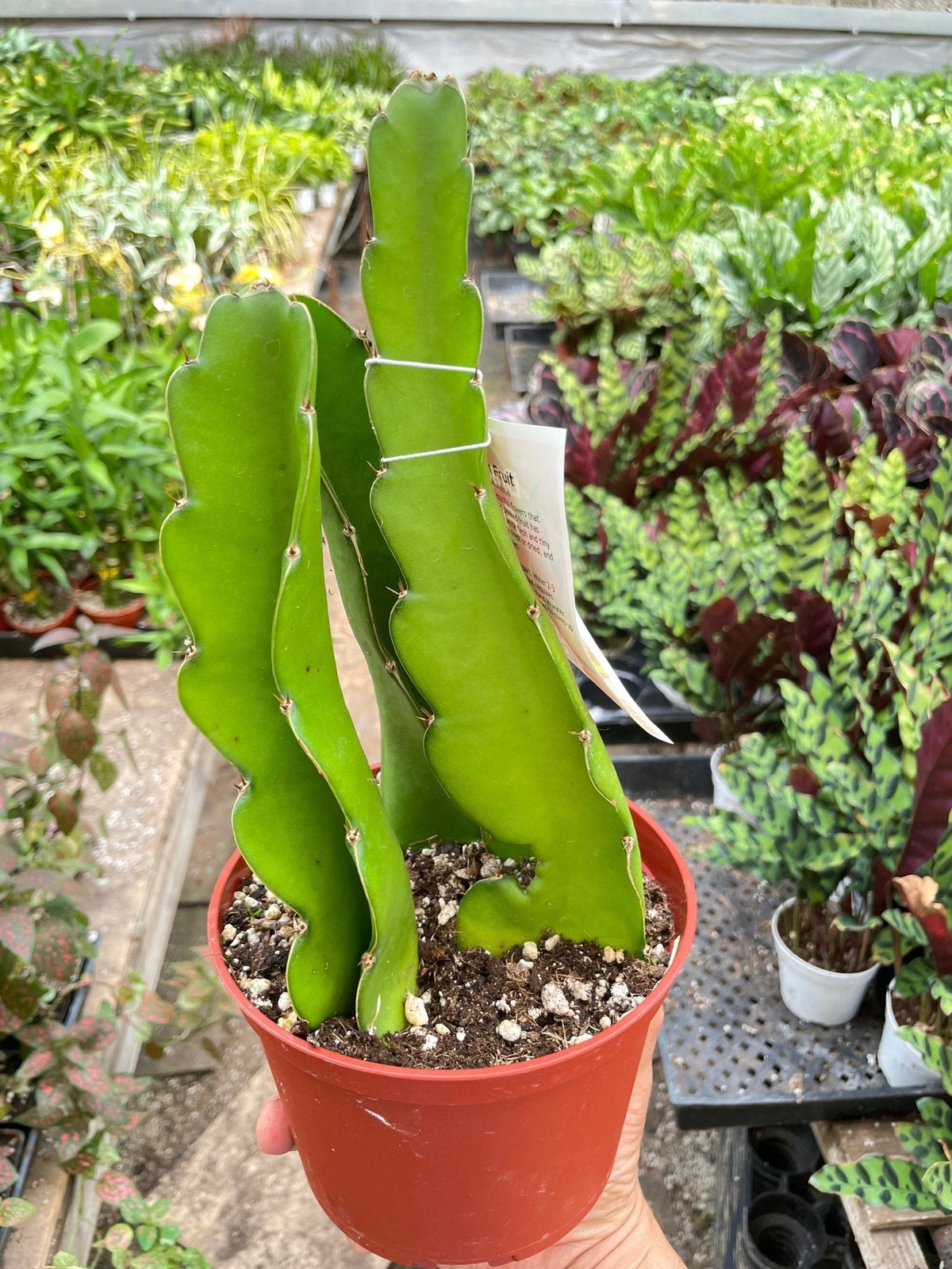 Best drought tolerant plants for low-water gardens