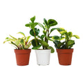 3 Different Peperomia Plants in 4" Pots - Baby Rubber Plants - Garden Gets