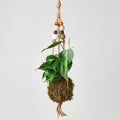 Bead Kokedama Moss Ball Hanging Plant - Garden Gets