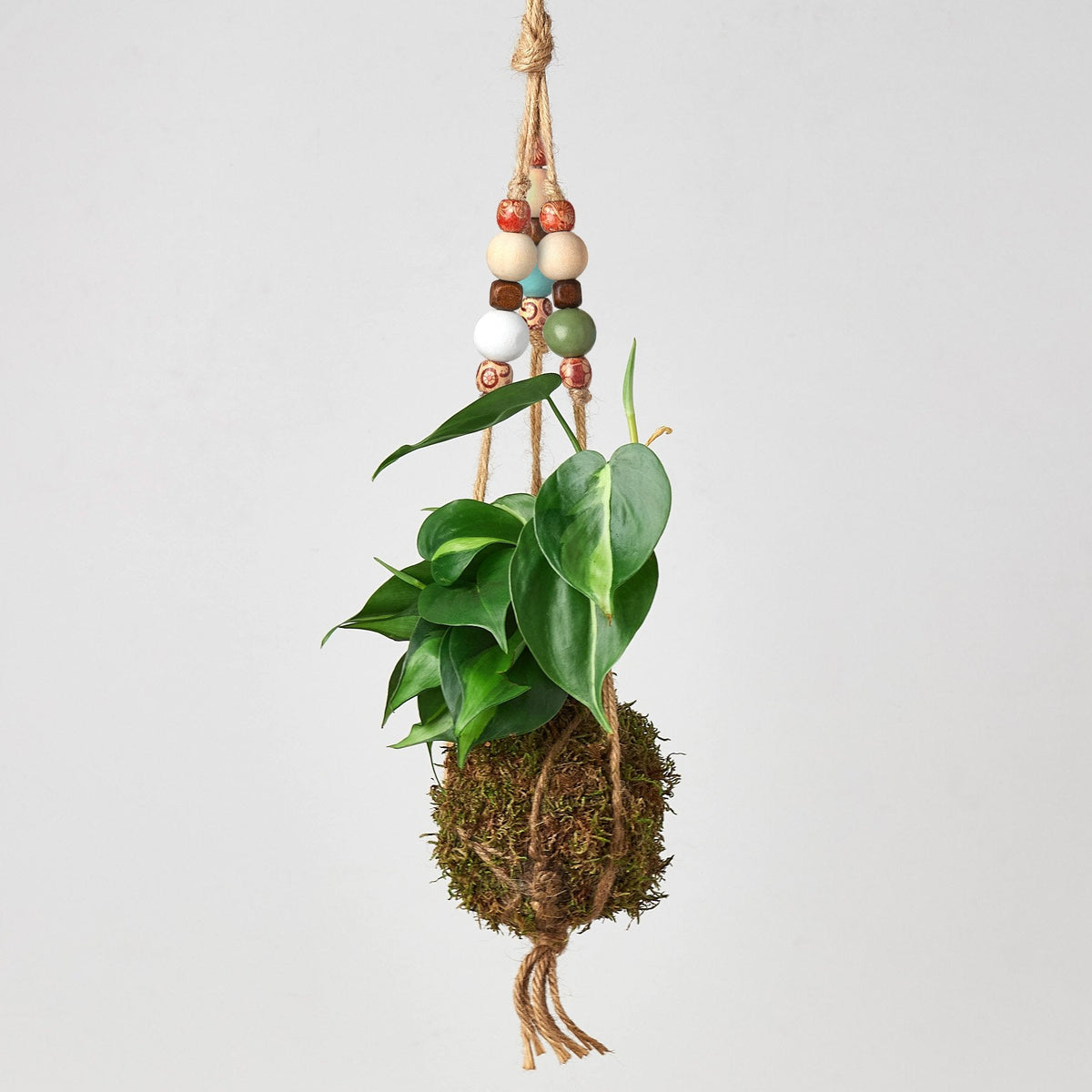 Bead Kokedama Moss Ball Hanging Plant - Garden Gets