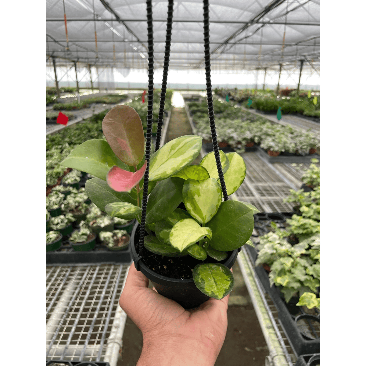 Hoya 'Lisa' - Garden Gets
