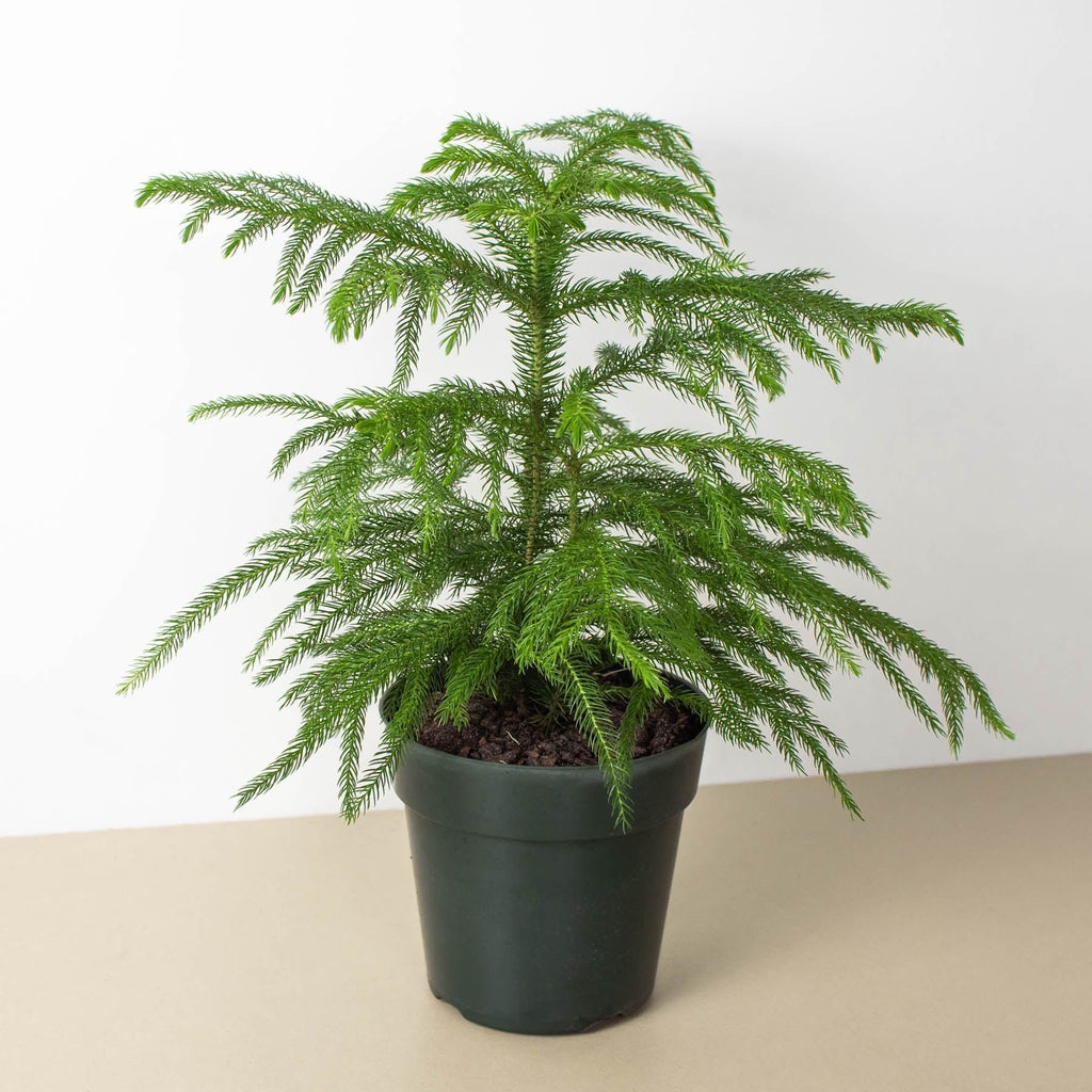 Norfolk 'Island Pine' - Garden Gets