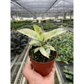 Ficus 'shivereana' (Moonshine) - Garden Gets
