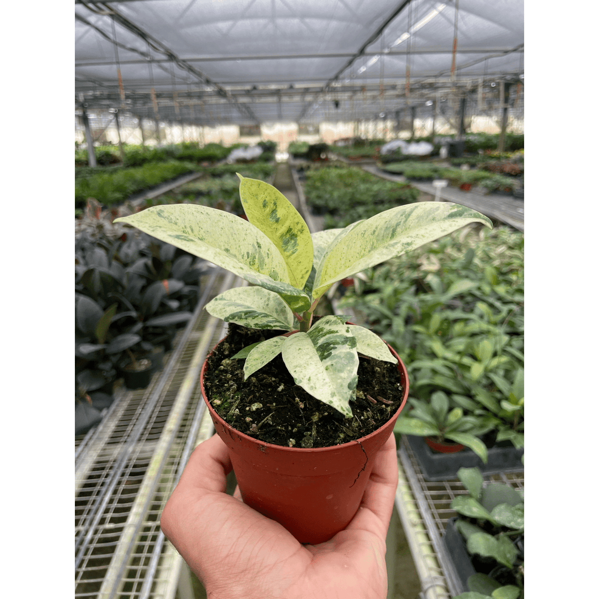 Ficus 'shivereana' (Moonshine) - Garden Gets