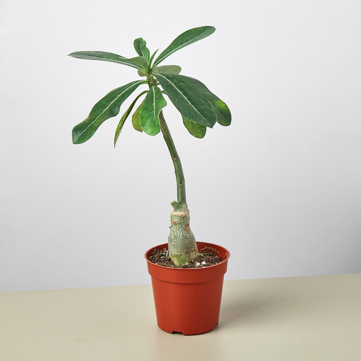 Succulent Adenium Obesum 'Desert Rose' - Garden Gets