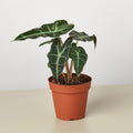 Alocasia Polly 'African Mask' - Garden Gets