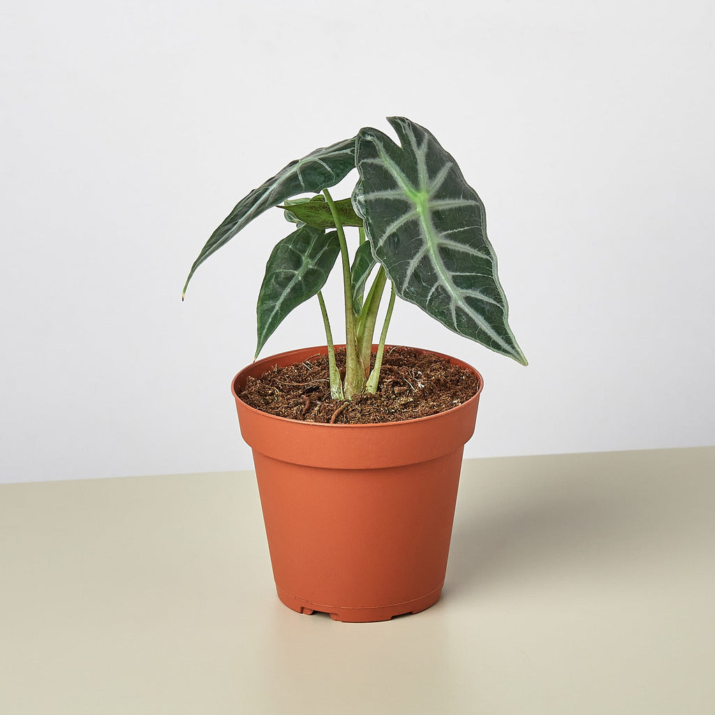 Alocasia Amazonica 'Bambino' - 4" Pot - Garden Gets