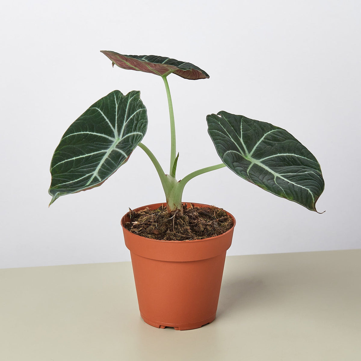 Alocasia Reginula 'Black Velvet' - Garden Gets