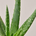 Aloe Vera - Garden Gets