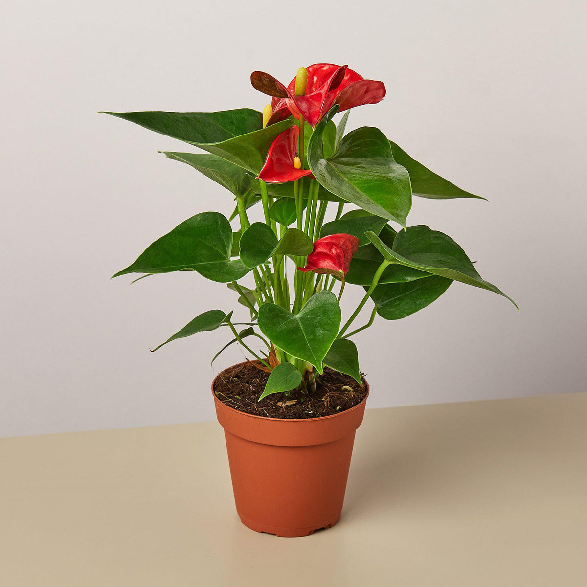 Anthurium 'Red' - Garden Gets