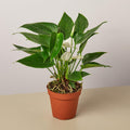 Anthurium 'White' - Garden Gets