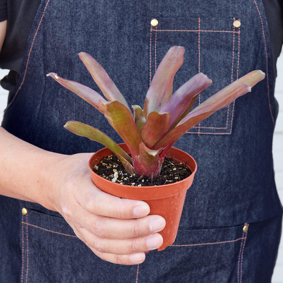 Bromeliad 'Fireball' - Garden Gets