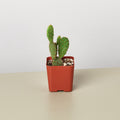 Cactus Variety - 2" Pot - Garden Gets