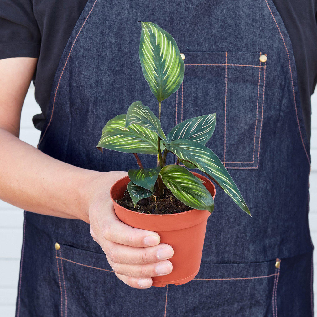 Calathea 'Beauty Star' - Garden Gets