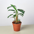 Calathea 'Grey Star' - Garden Gets
