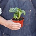 Calathea 'Orbifolia' - Garden Gets