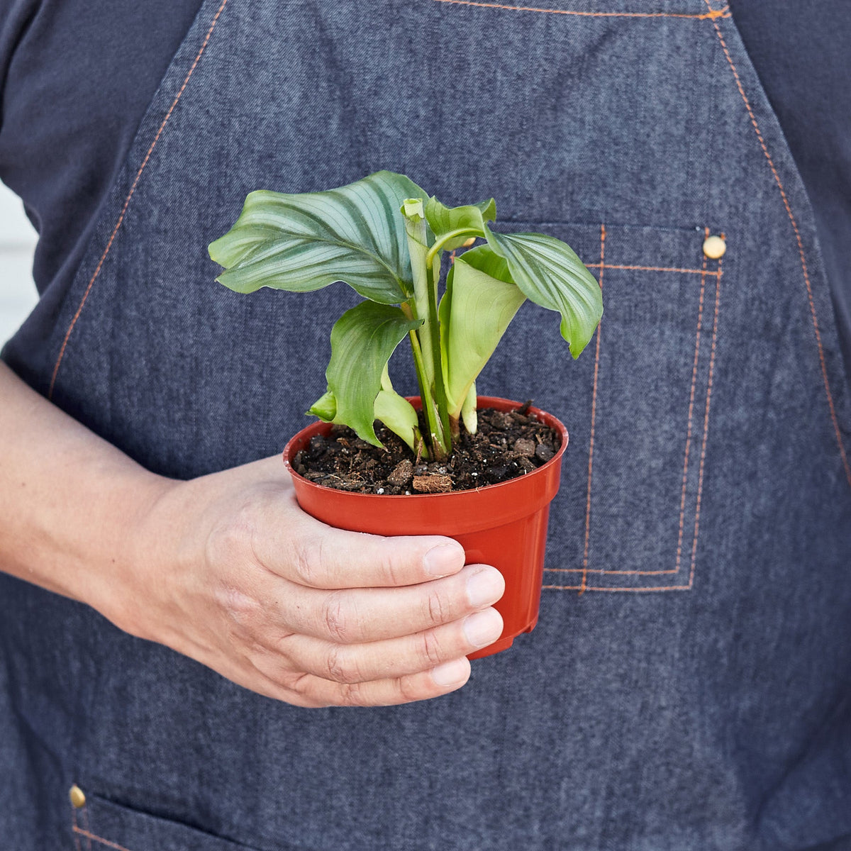 Calathea 'Orbifolia' - Garden Gets
