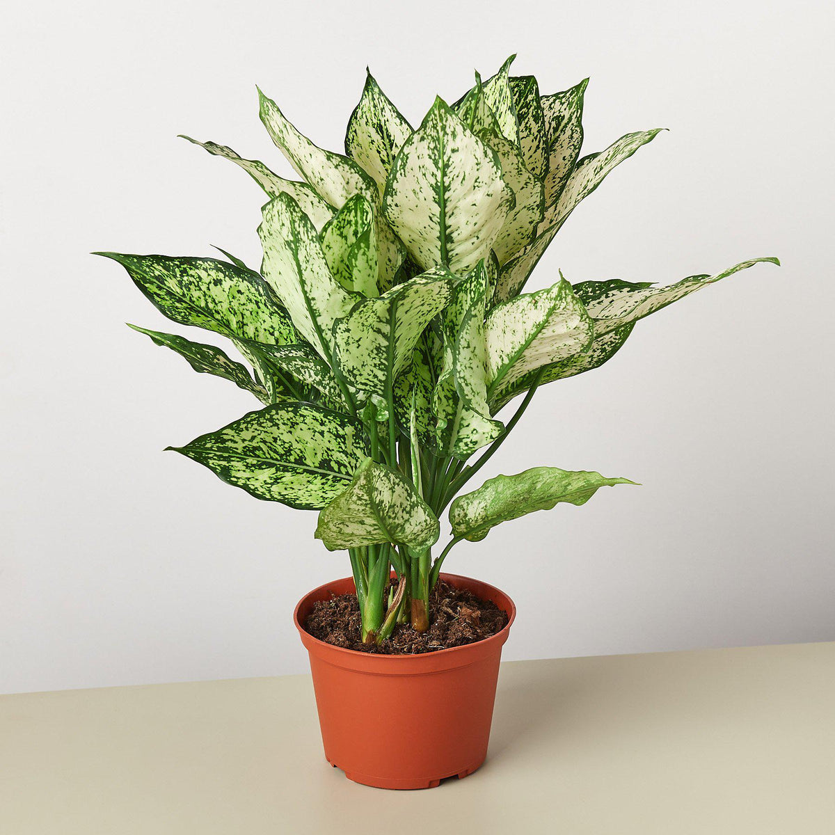 Chinese Evergreen 'First Diamond' - Garden Gets