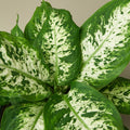 Dieffenbachia 'Tropic Snow' - Garden Gets