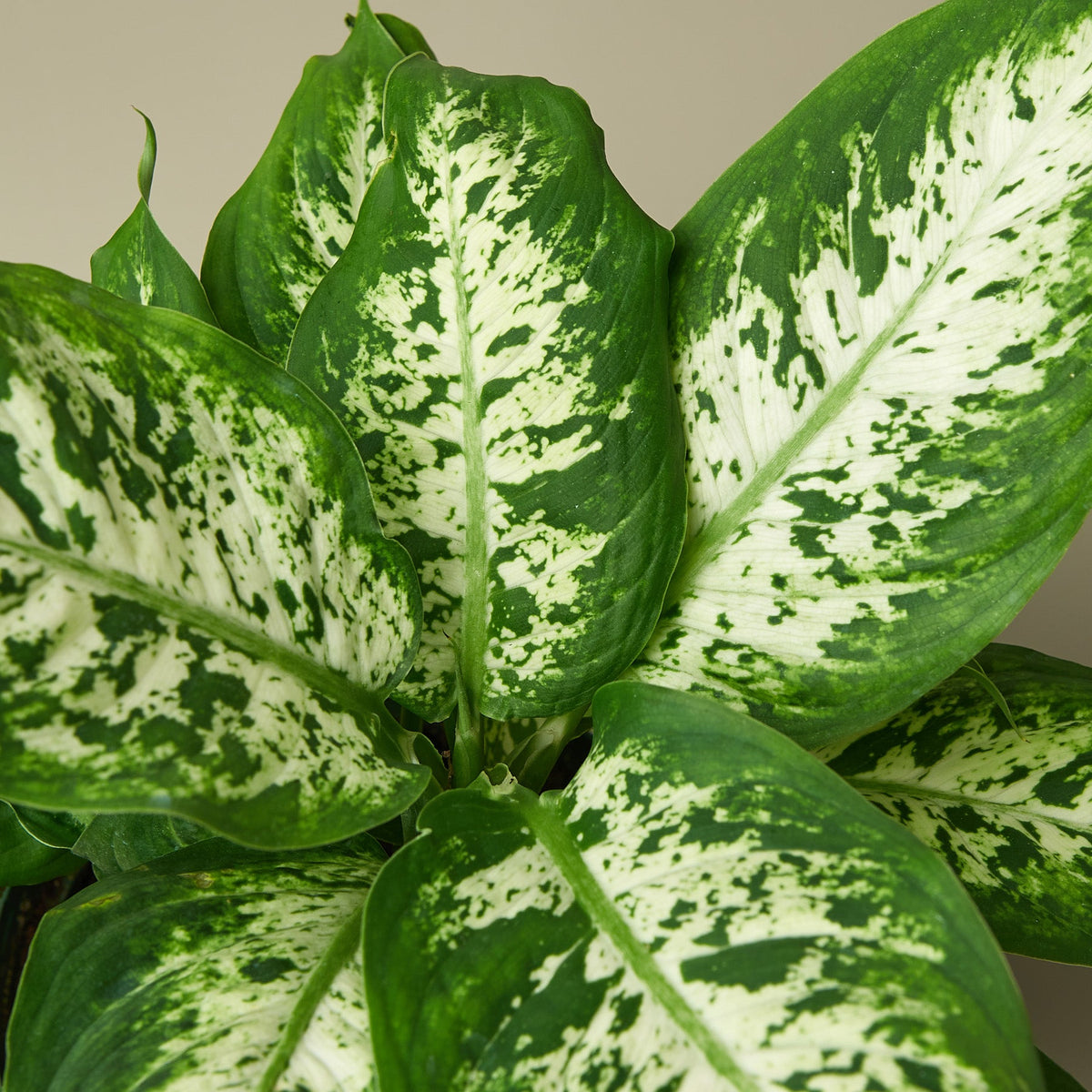 Dieffenbachia 'Tropic Snow' - Garden Gets