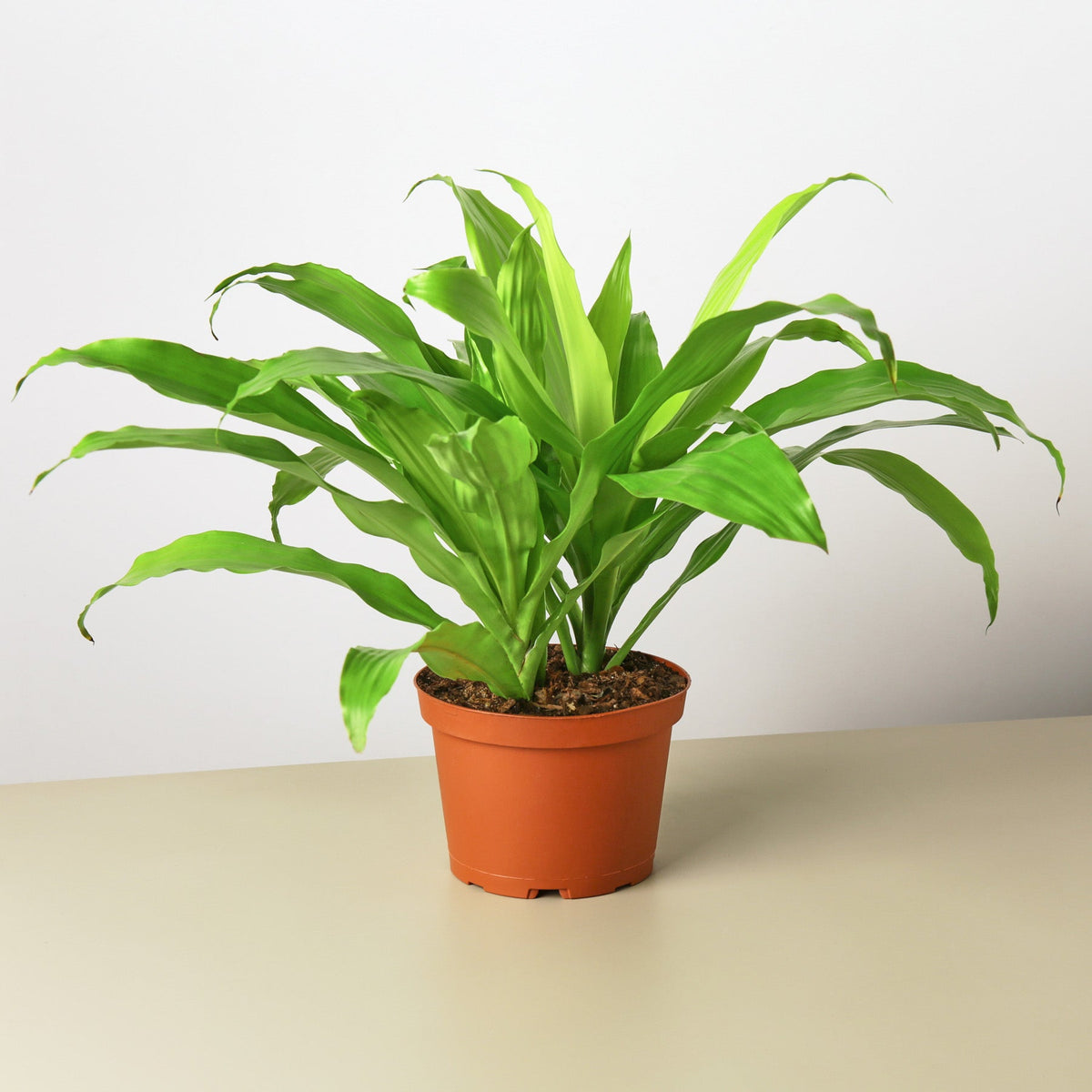 Dracaena 'Lime Light' - Garden Gets