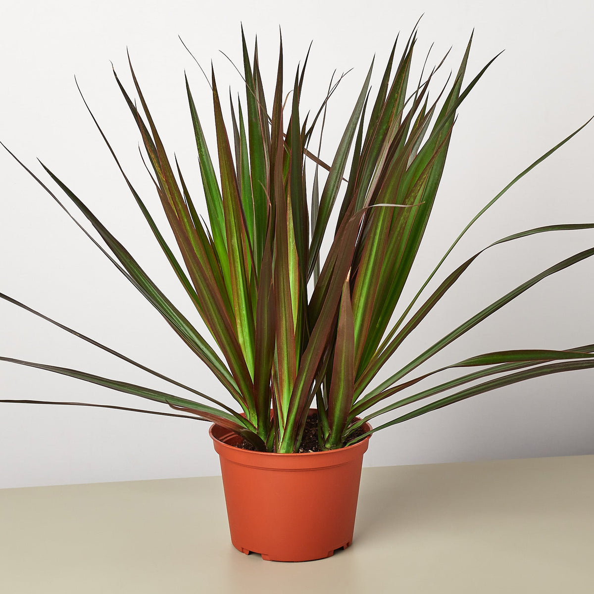 Dracaena 'Marginata Magenta' - Garden Gets