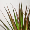 Dracaena 'Marginata Magenta' - Garden Gets