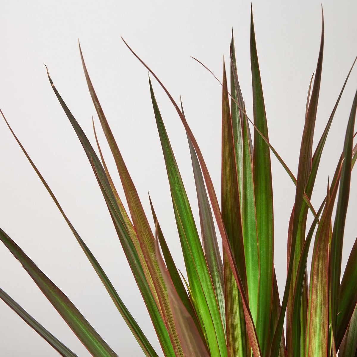 Dracaena 'Marginata Magenta' - Garden Gets