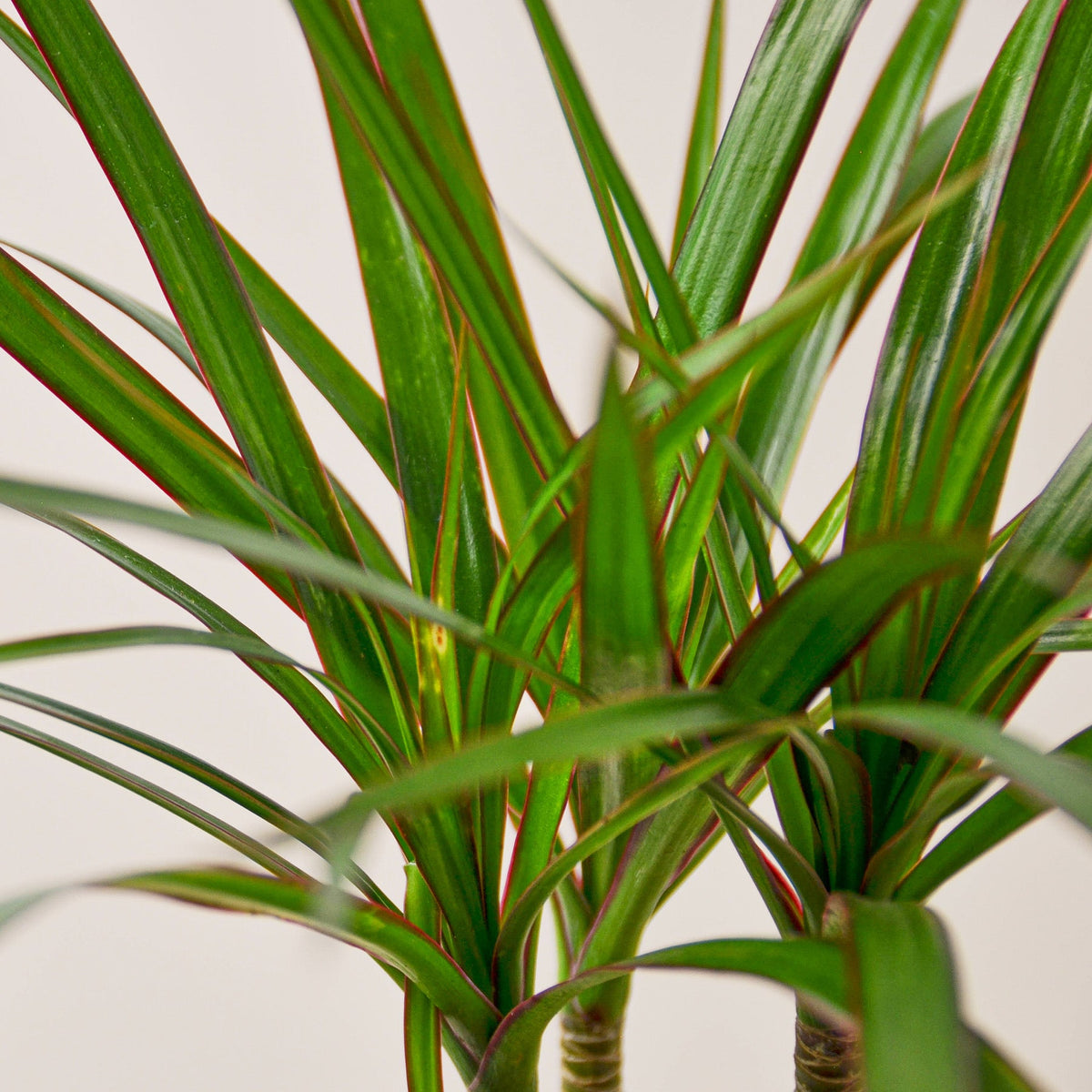 Dracaena 'Marginata Cane' - Garden Gets