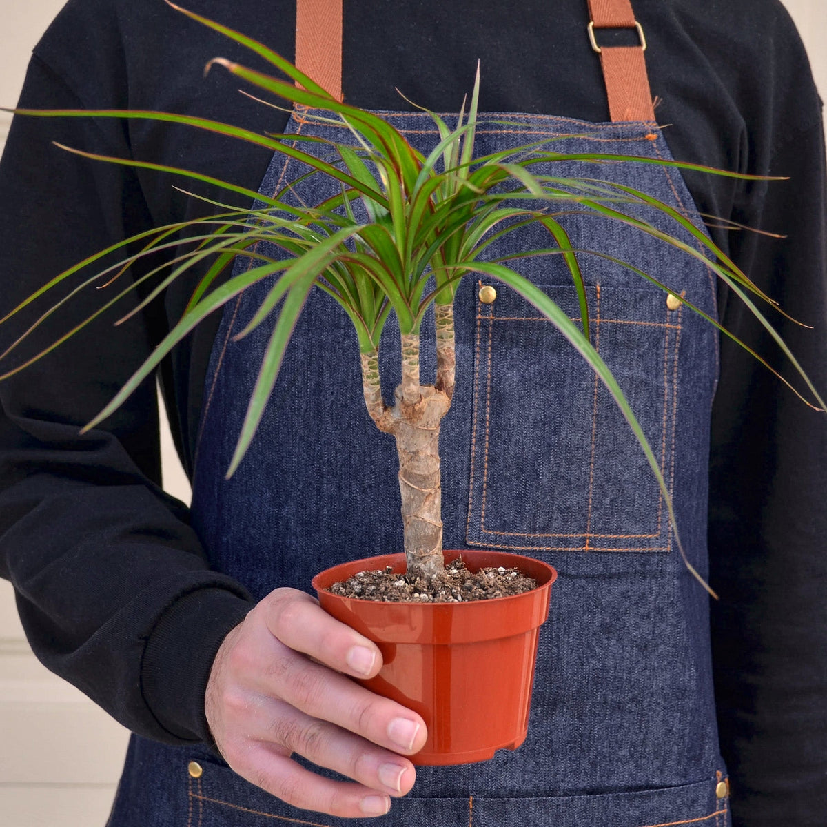 Dracaena 'Marginata Cane' - Garden Gets