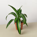 Dracaena 'Massangeana' - Garden Gets