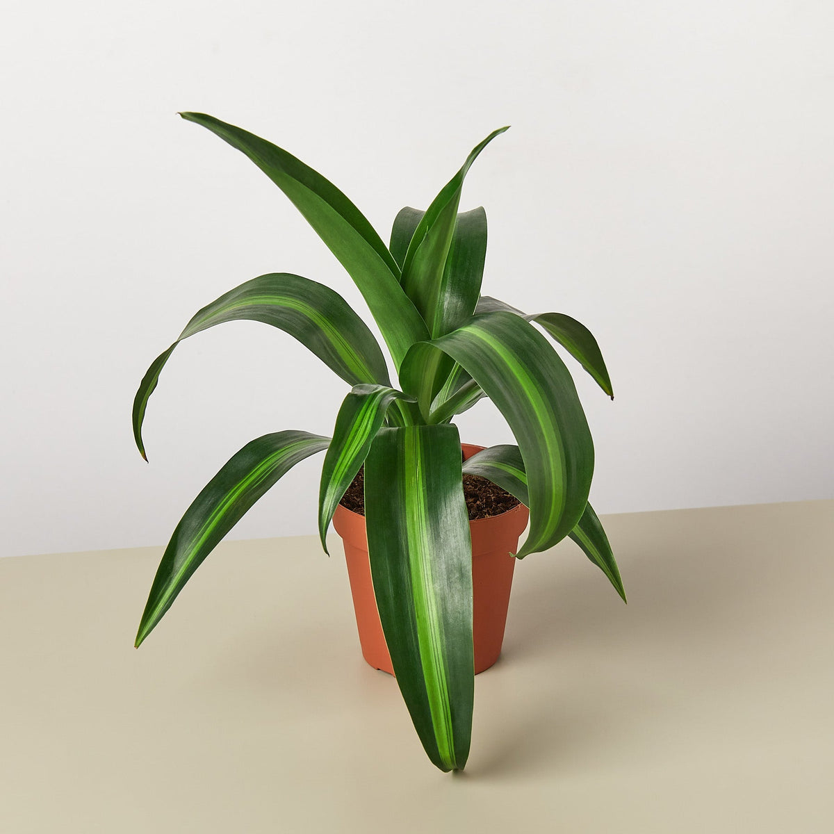 Dracaena 'Massangeana' - Garden Gets