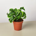 Dracaena 'Tornado' - Garden Gets