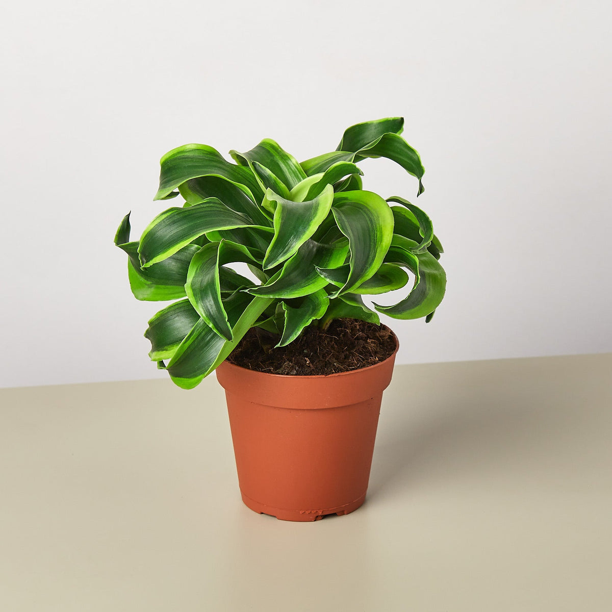 Dracaena 'Tornado' - Garden Gets