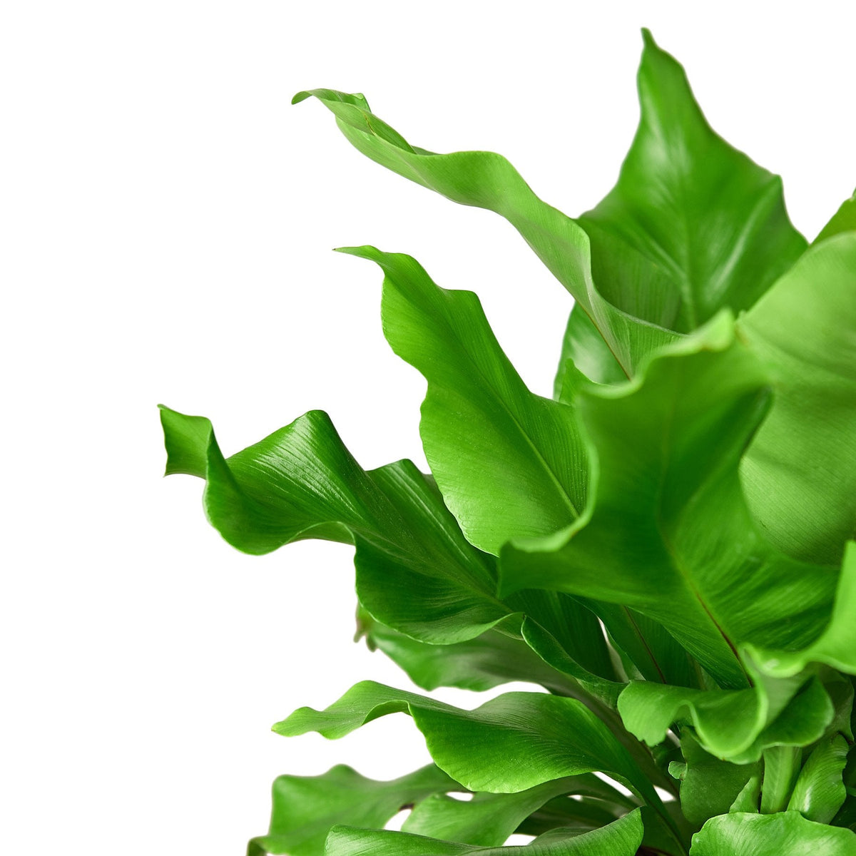 Bird's Nest 'Nidus' Fern - Garden Gets