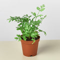 Fern 'Silver Lace' - Garden Gets