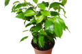 Ficus 'Benjamina' - Garden Gets