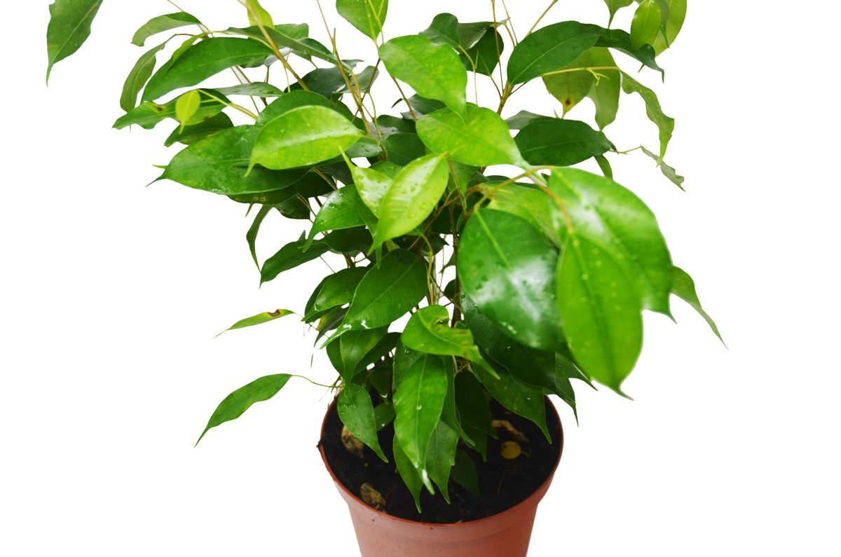 Ficus 'Benjamina' - Garden Gets