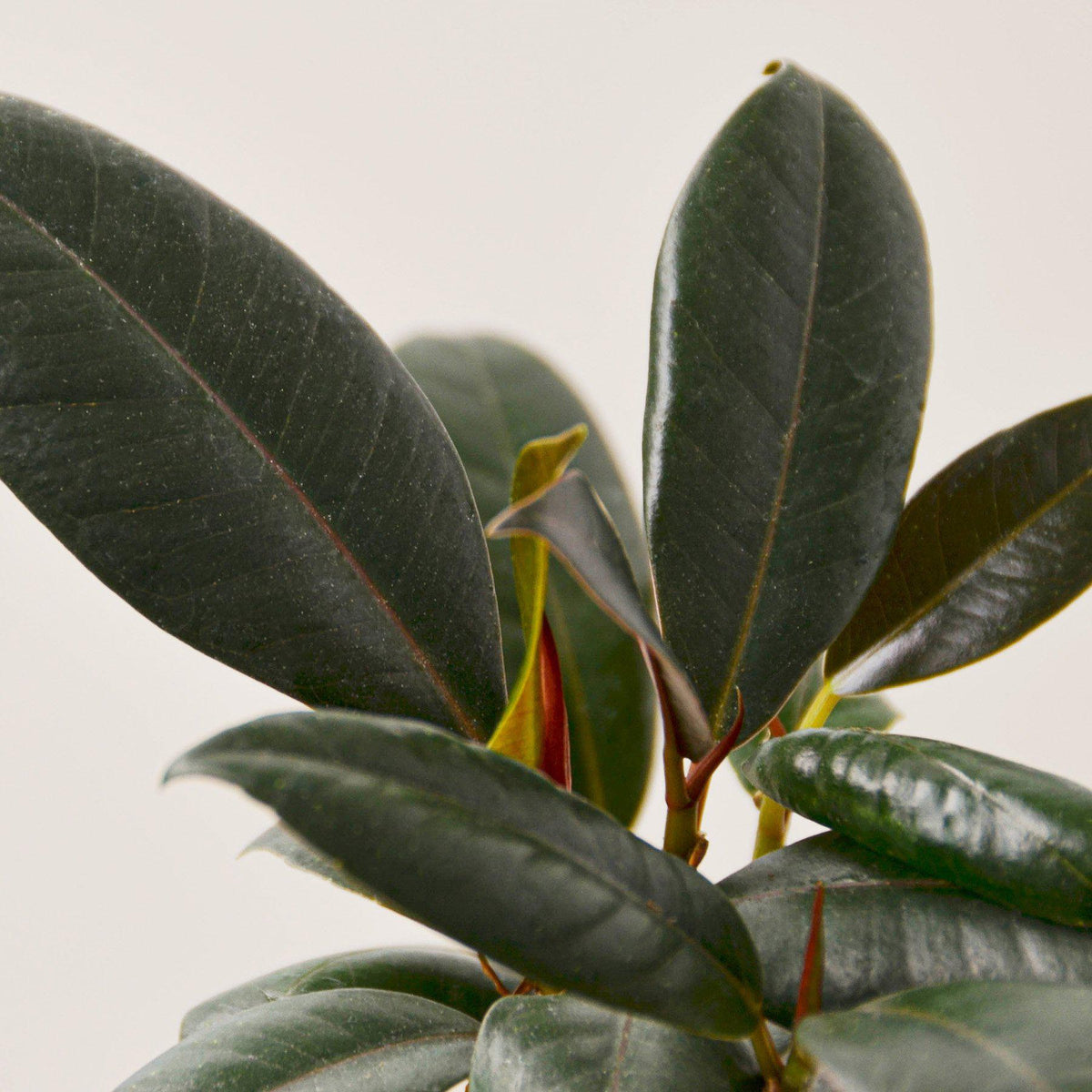 Ficus Elastica 'Burgundy' - Garden Gets