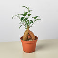 Ficus 'Ginseng' - Garden Gets