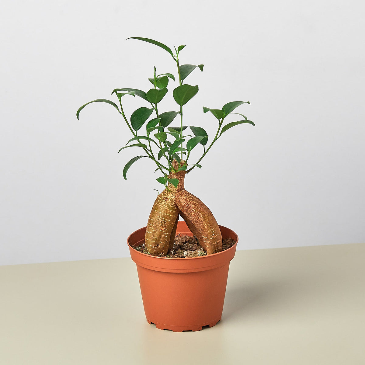 Ficus 'Ginseng' - Garden Gets