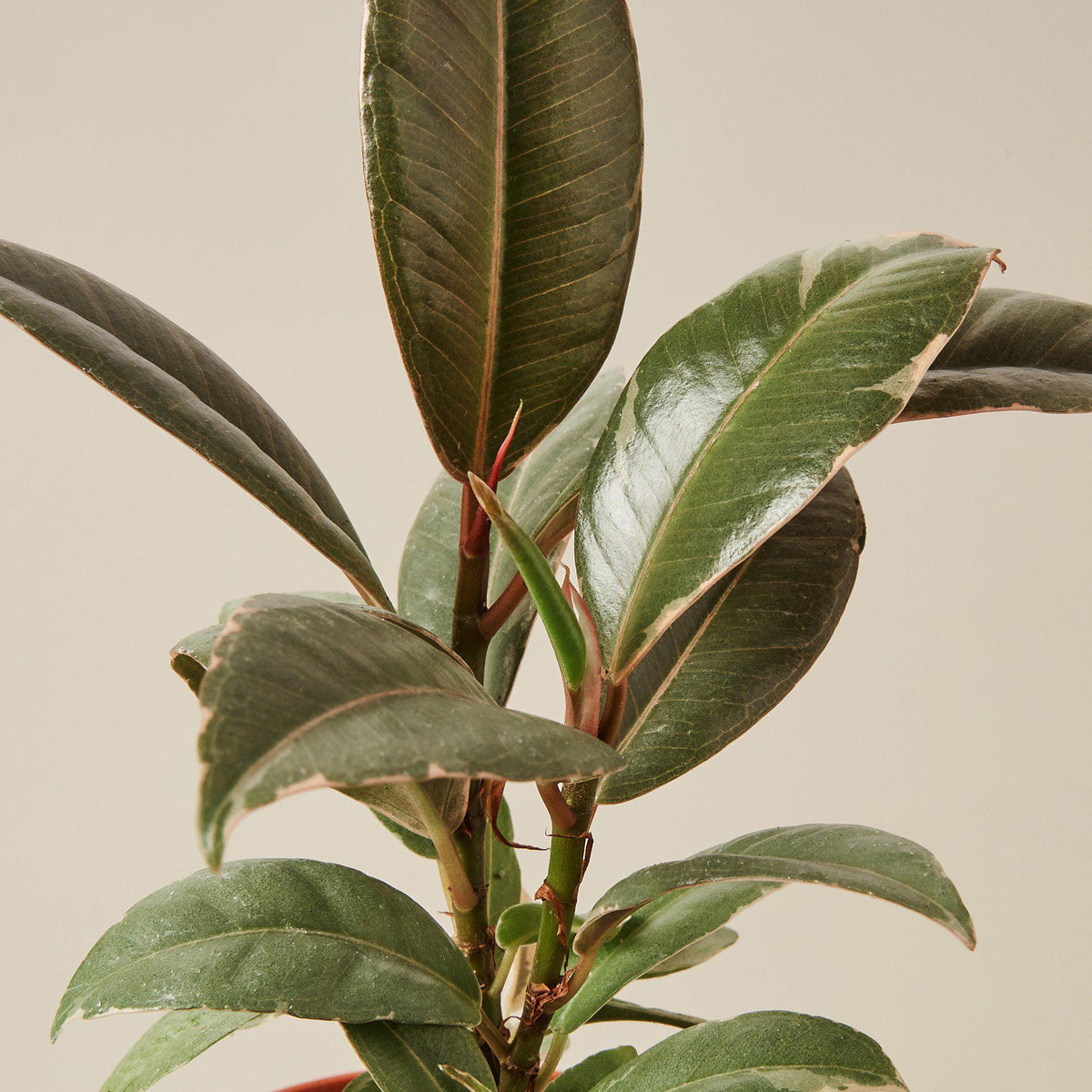 Ficus Elastica 'Tineke' - Garden Gets