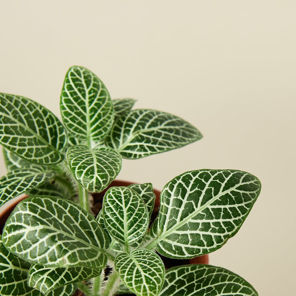 Fittonia 'White' - Garden Gets