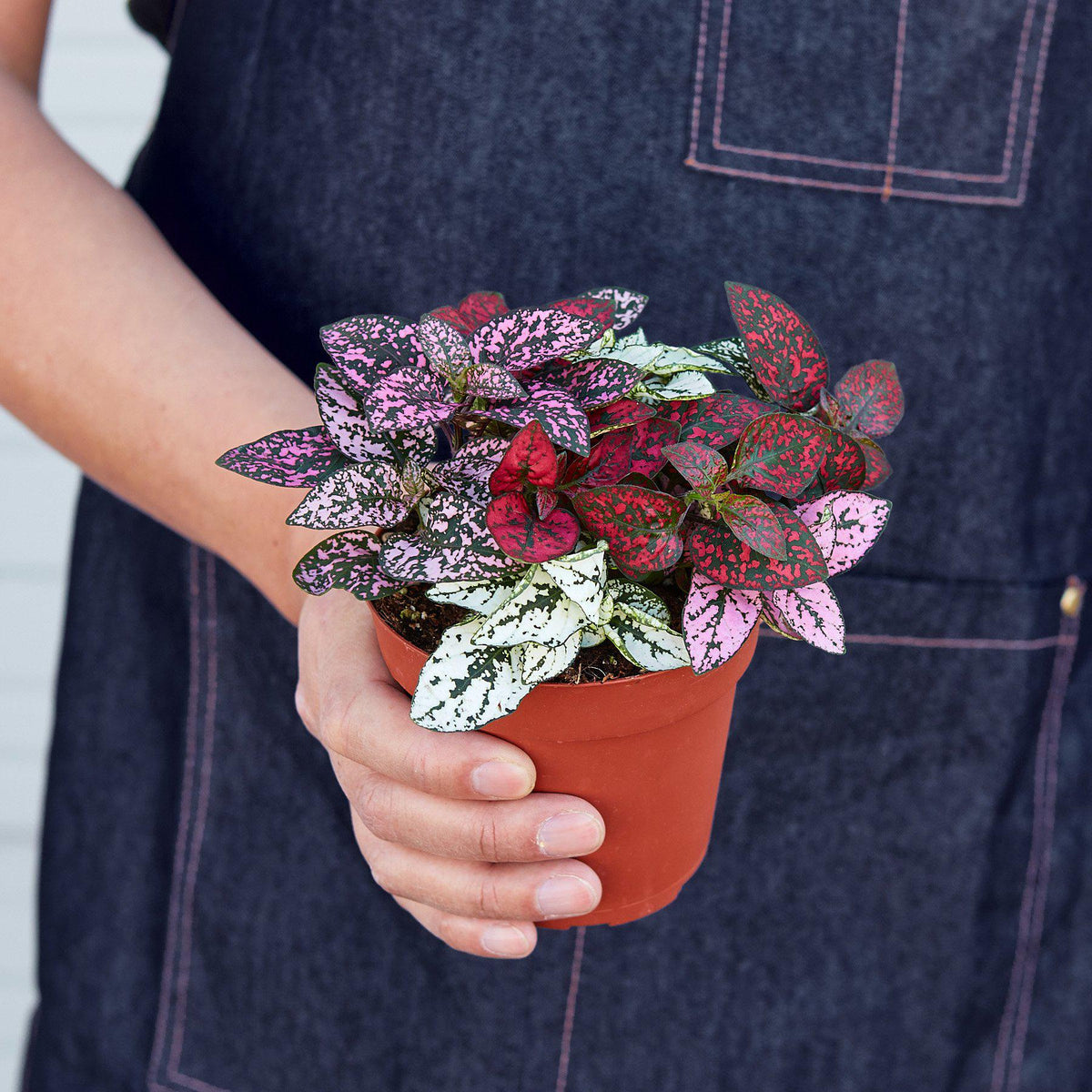Hypoestes 'Polka Dot' - Garden Gets