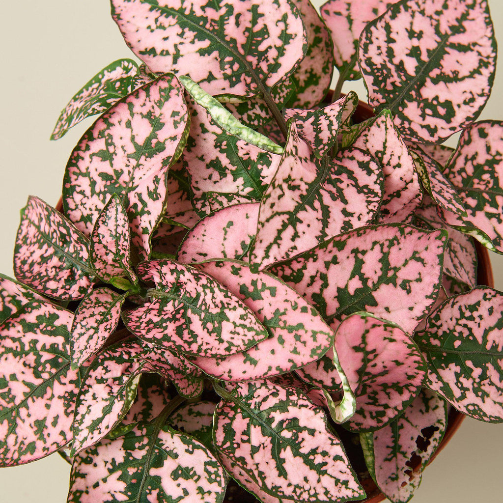 Hypoestes 'Polka Dot' - Garden Gets