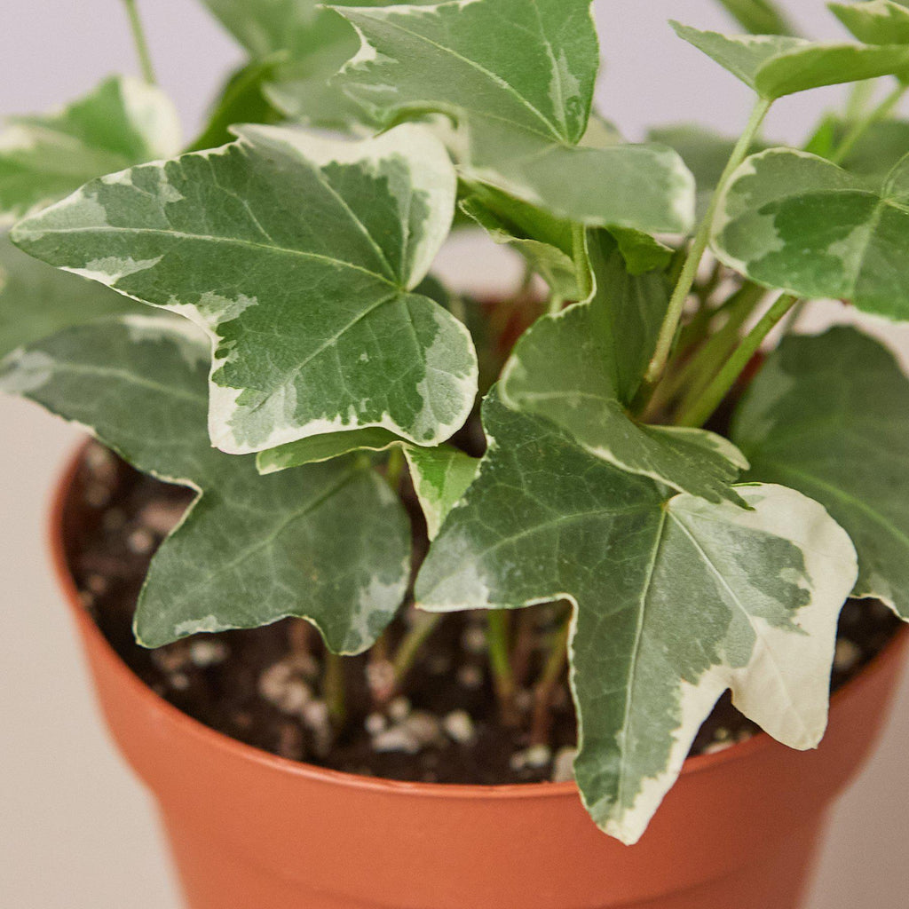 English Ivy 'Glacier' - Garden Gets