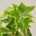 English Ivy 'Gold Child' - Garden Gets