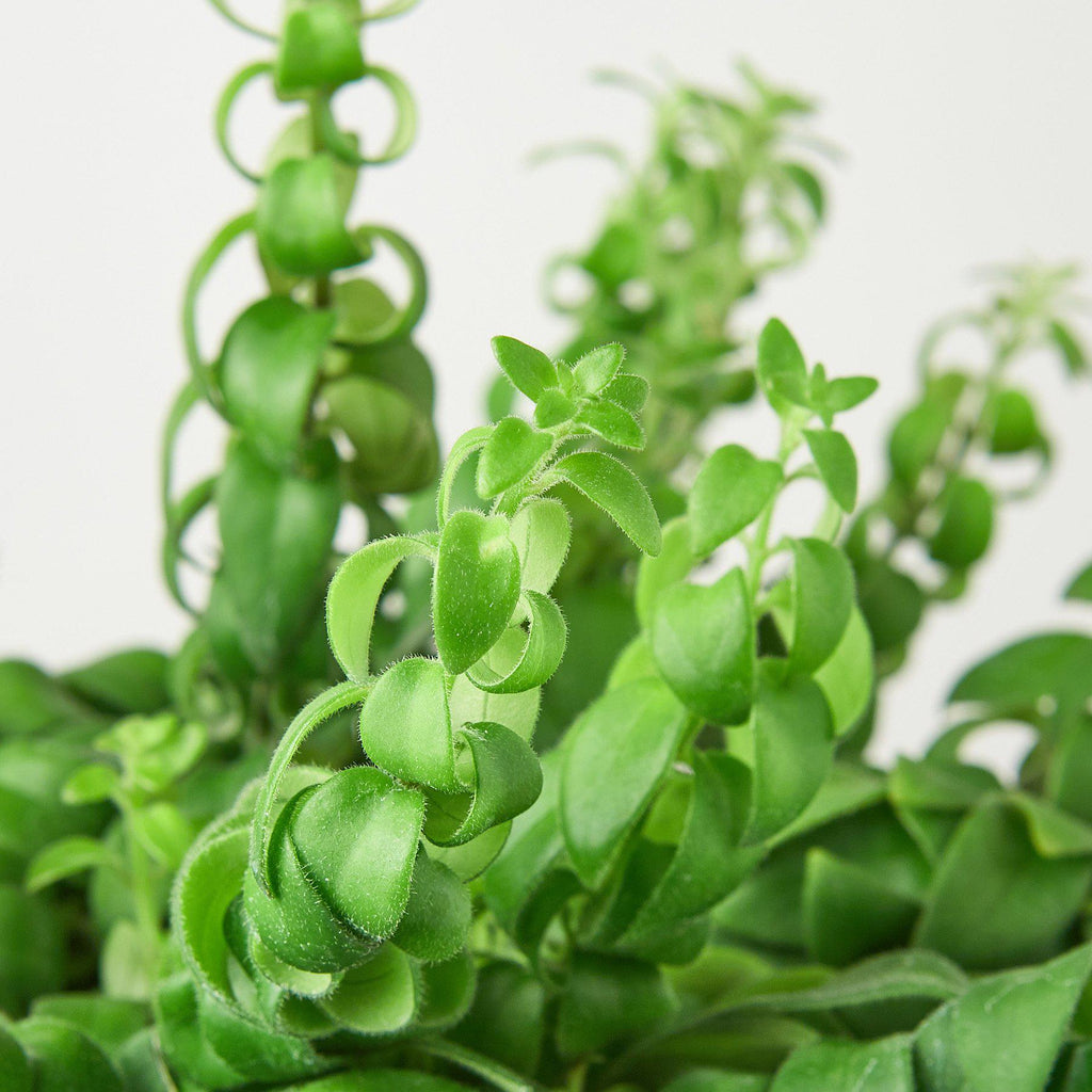 Curly Lipstick Plant - Garden Gets