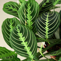 Maranta 'Lemon Lime' - Garden Gets